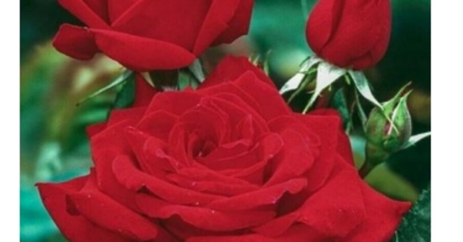 Flowers Show the Gospel