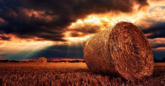 Fields of Grace