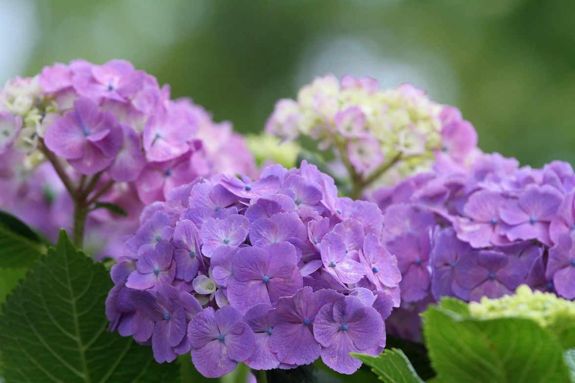 Slideshow image