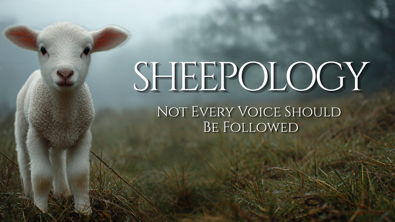SHEEPOLOGY –  Not Every Voice Should Be Followed