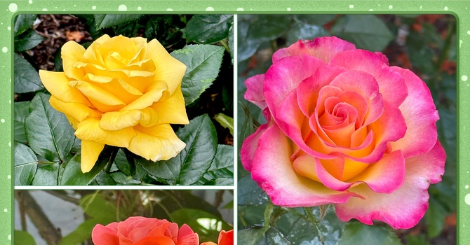 Our beautiful Rose Garden image