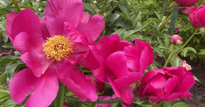 This week at St John's - Our Newsletter