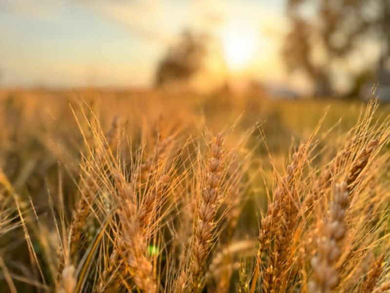 Rev. Karen's Reflection for July 19th, 2026