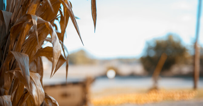 Good Soil - Good Harvest