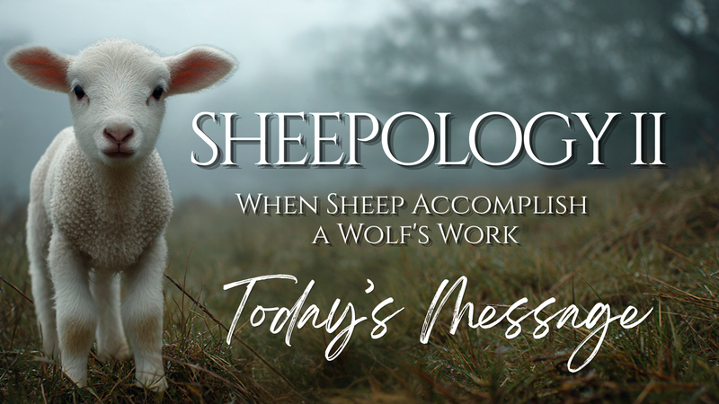 SHEEPOLOGY II