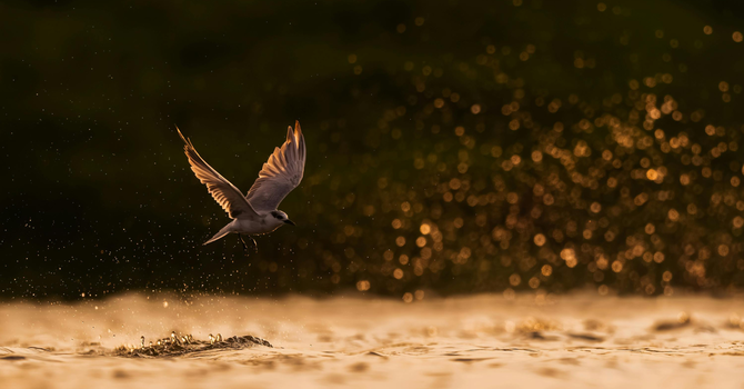 Touched by Grace