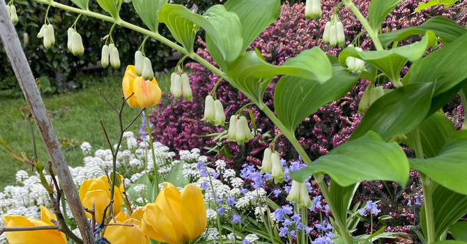 In Bloom Now image