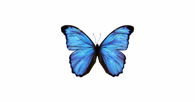 Mariposa
