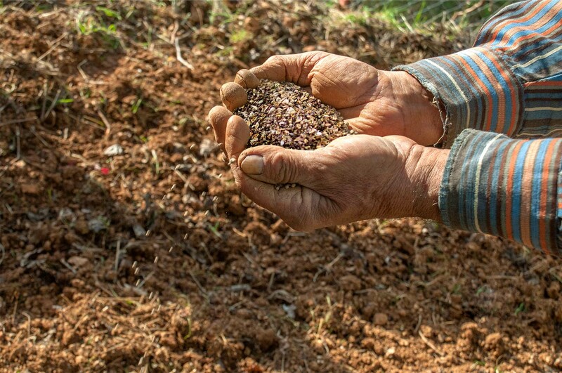 On Sowing, Tending, and Yields