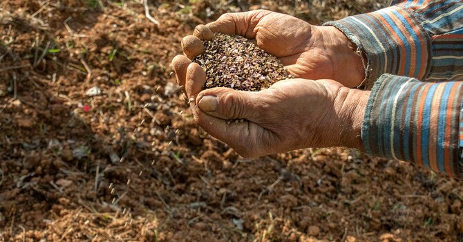 On Sowing, Tending, and Yields