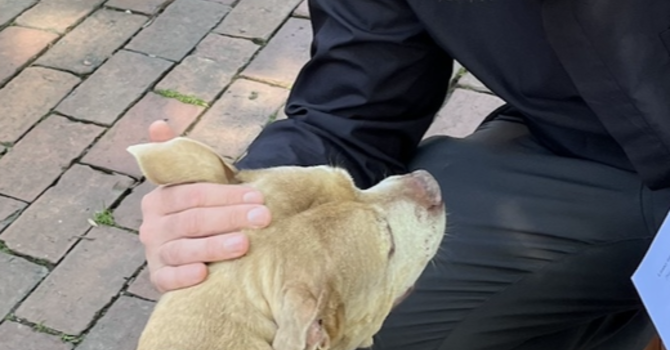 Blessing of the Animals