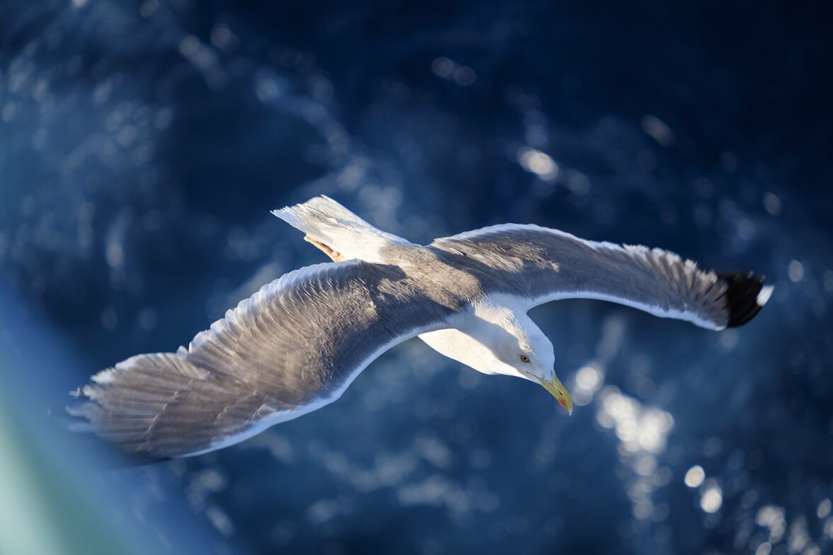 Slideshow image
