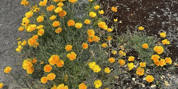Invitation to the July Community Cemetery Cleanup Morning