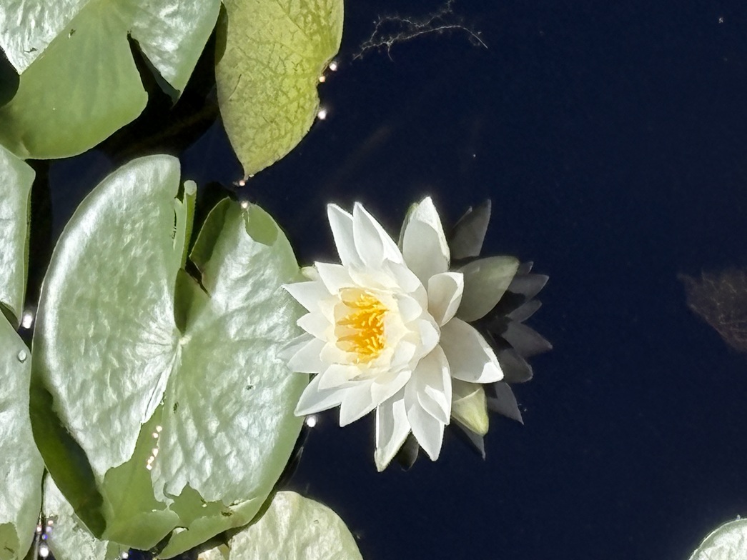 Slideshow image