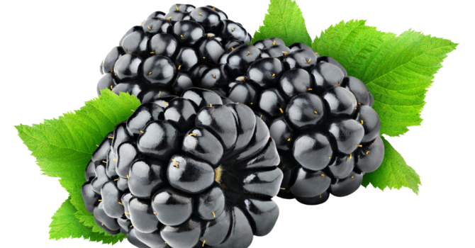 Blackberry Festival