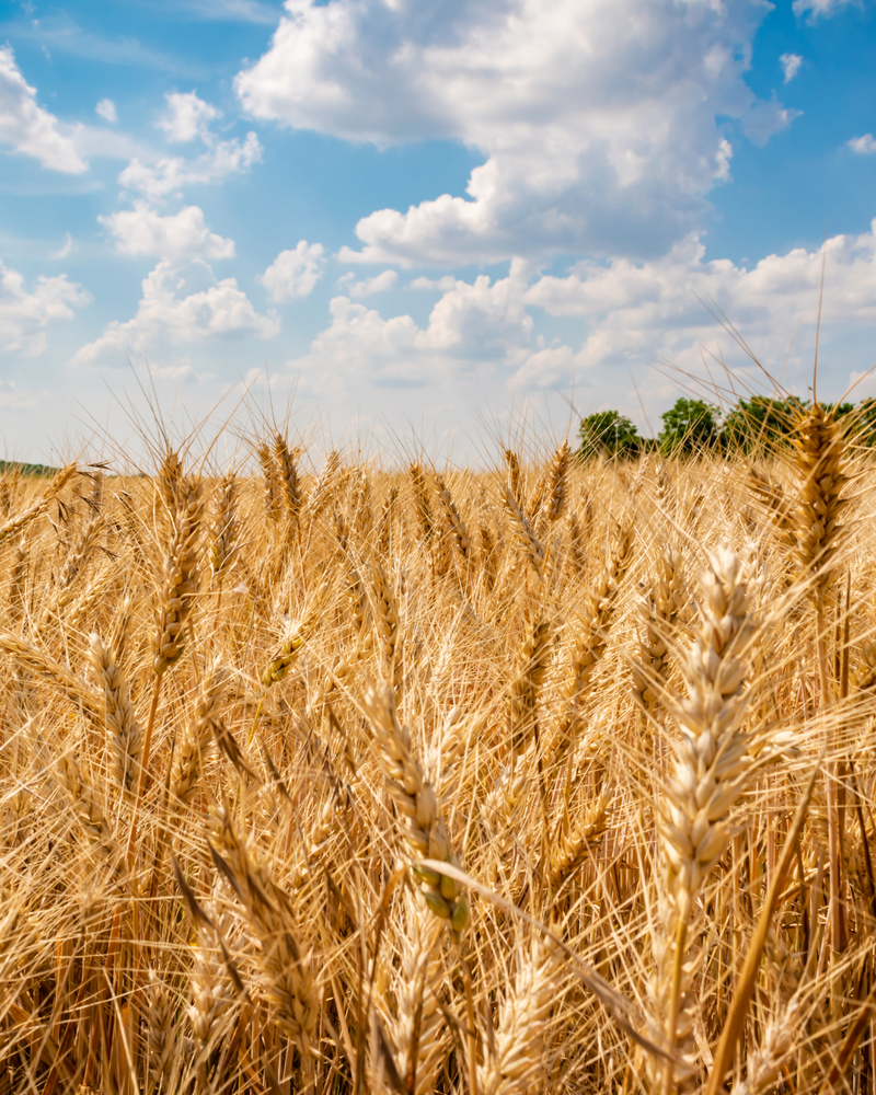 Wheat and Weeds