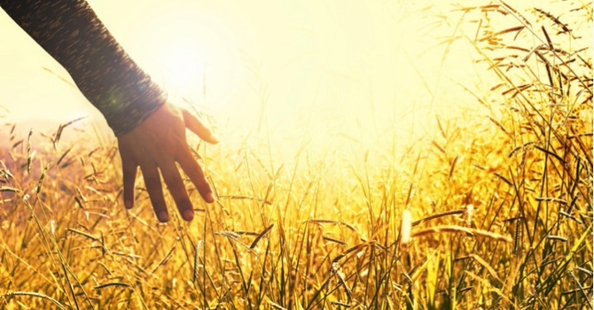 “WHEAT AND WEEDS TOGETHER!”