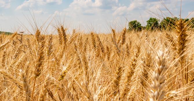 Wheat and Weeds