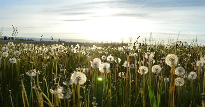 Sermon for July 19, 2026 by The Rev. Dr. Linda Spiers