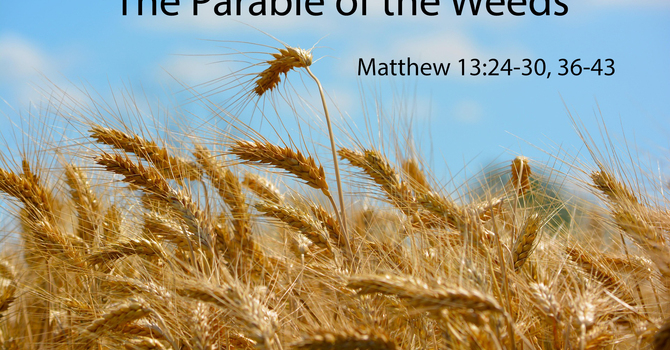 The Midnight Sower