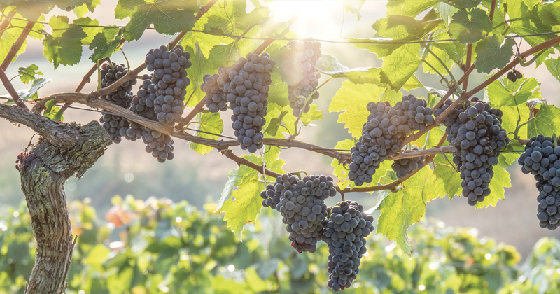 The Vine and the Branches