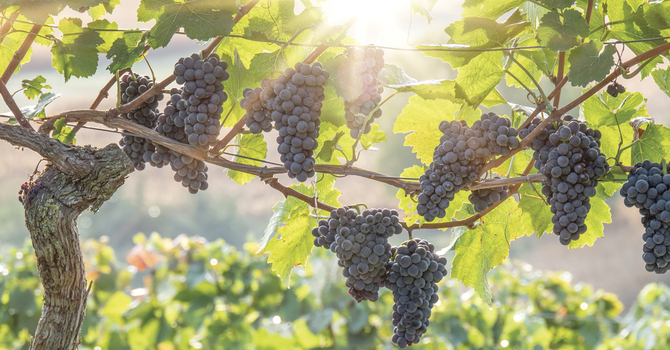 The Vine and the Branches
