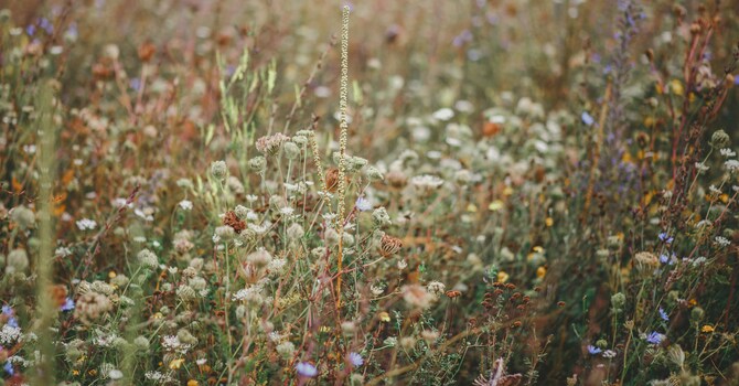 Weeds