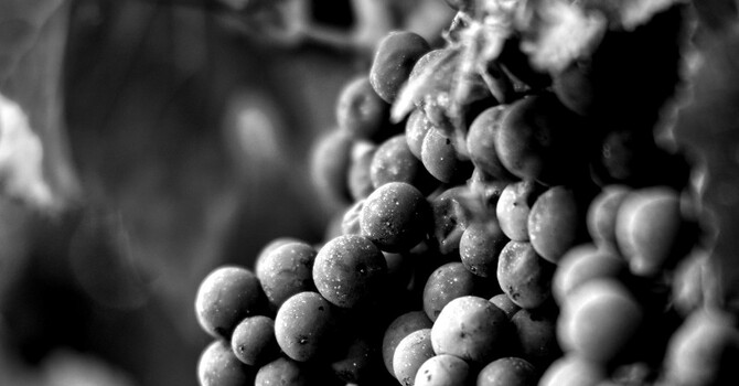 Fall Vine Groups Begin