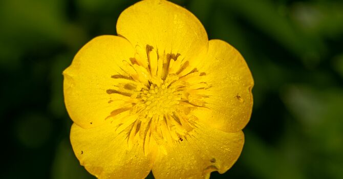 Suck It Up, Buttercup image