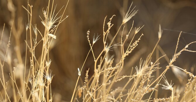 Faith, Hope, Love & Weeds image