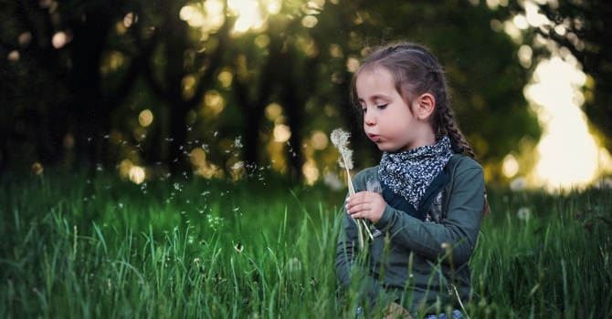 Dandelions in the Kingdom of Heaven
