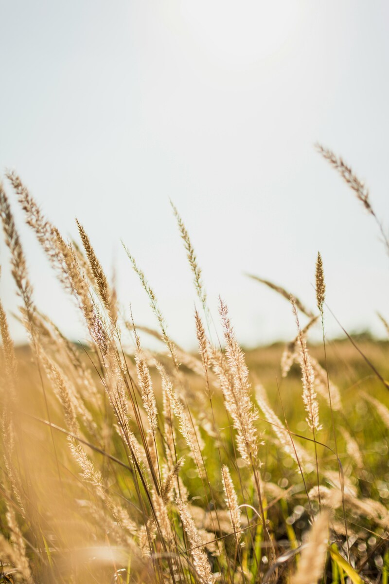 Wheat and Weeds