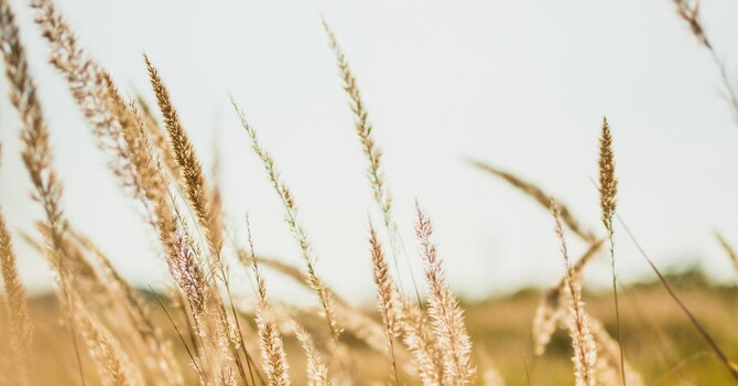 Wheat and Weeds
