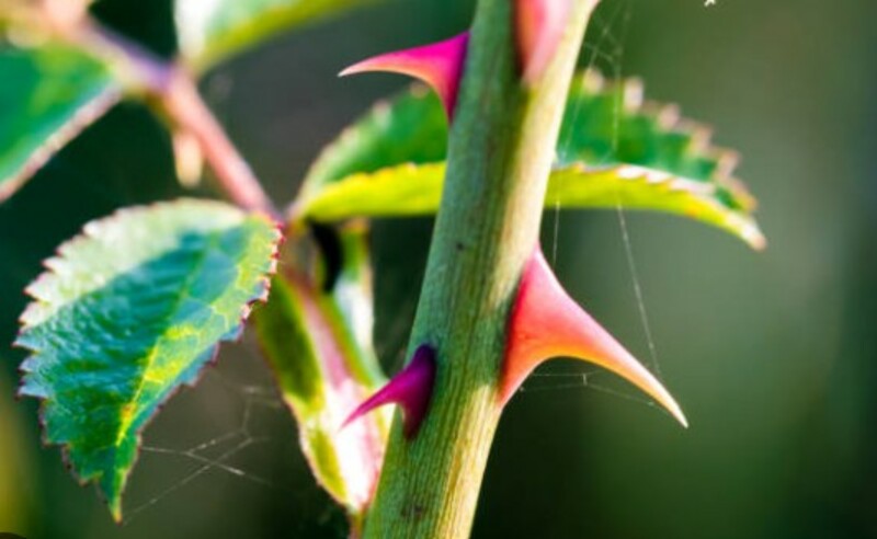 The Thorn