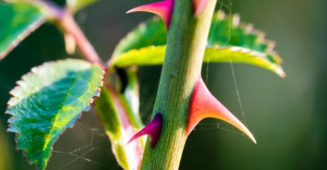 The Thorn