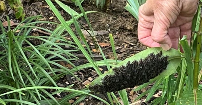 Monarch Caterpillars