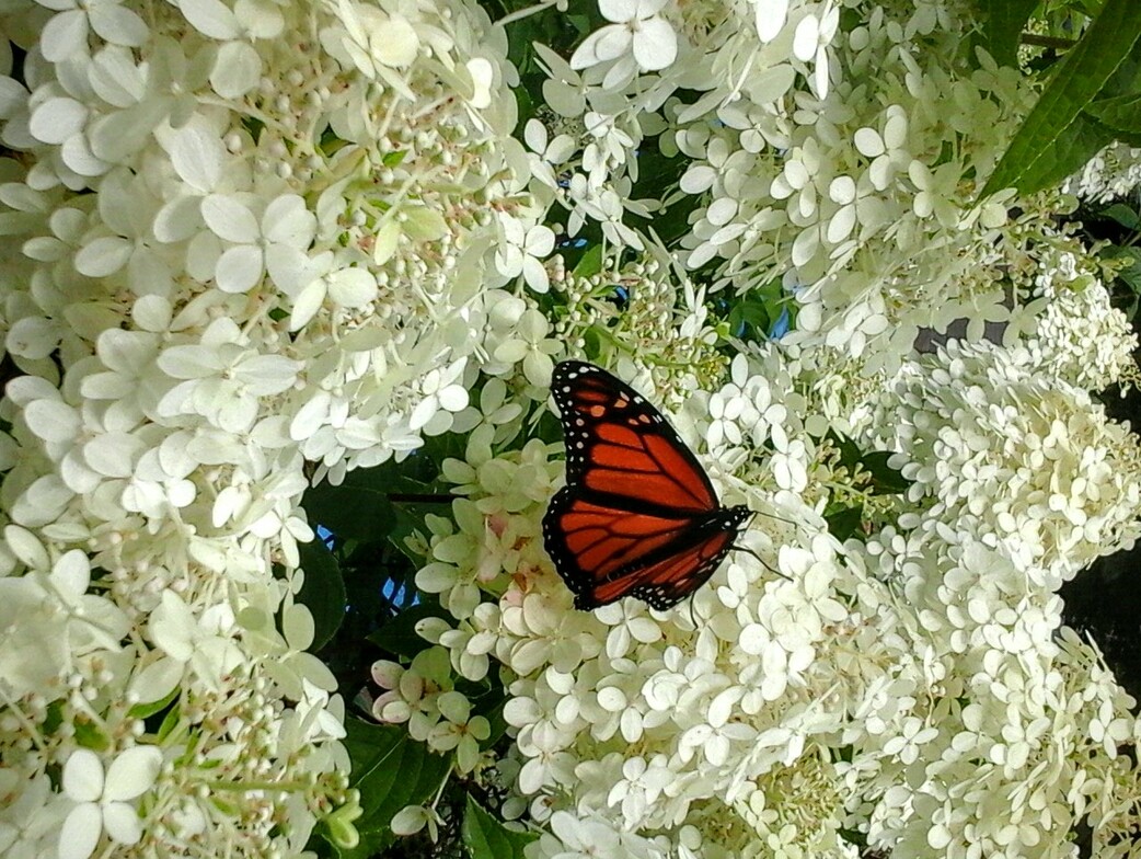 Slideshow image