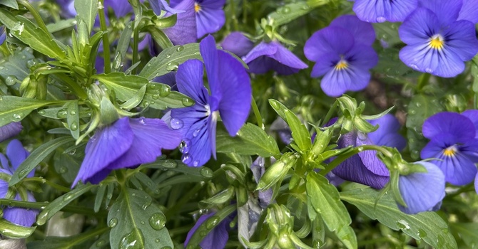 Flowers for the Altar