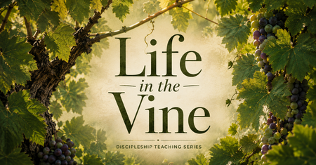 Life in the Vine