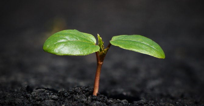 Grace Notes Weekly Update: August 3, 2026