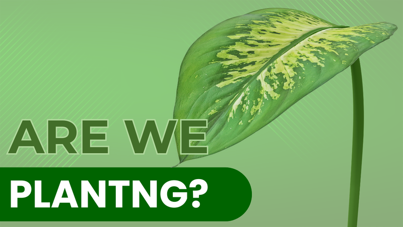 Are We Planting?