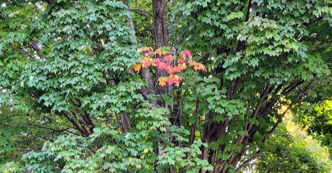 The Heart of the Tree image
