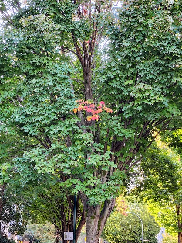 The Heart of the Tree