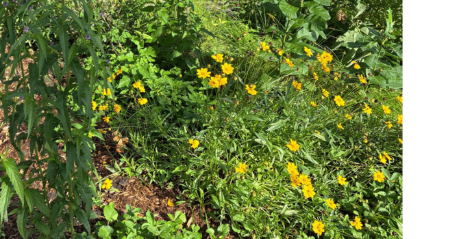 Join us at the Rain Garden