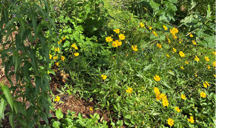 Join us at the Rain Garden