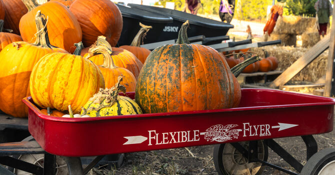 Fall Festival