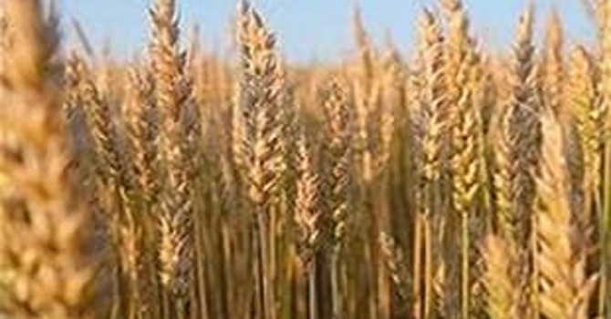 Weeds and Wheat