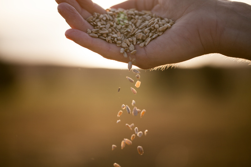 The Sower