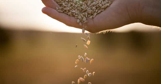 The Sower