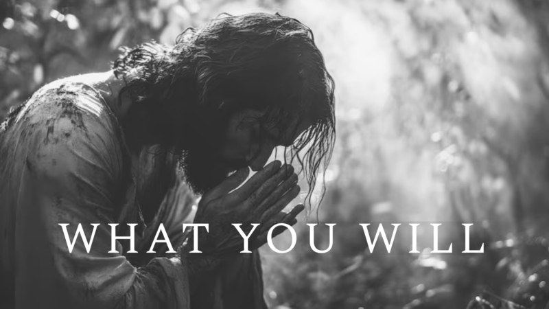 What You Will